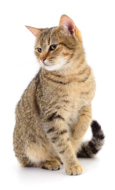 Beyaz arka planda izole edilmiş küçük kahverengi kedi yavrusu.