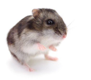 Beyaz arka planda küçük yerli hamster..