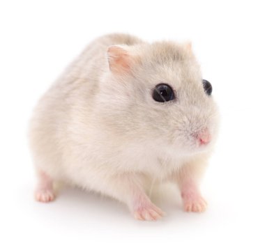 Beyaz arka planda küçük yerli hamster..