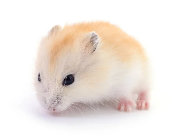 Liten Tamhamster Isolerad Vit Bakgrund — Stockfoto