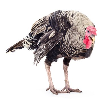 Siyah hindi beyaz arka planda izole edilmiş..