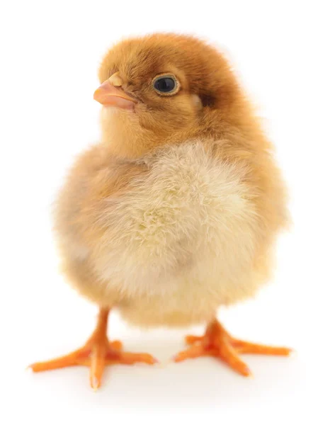Liten Kyckling Vit Bakgrund — Stockfoto