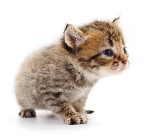 Pequeño Gatito Marrón Aislado Sobre Fondo Blanco —  Fotos de Stock