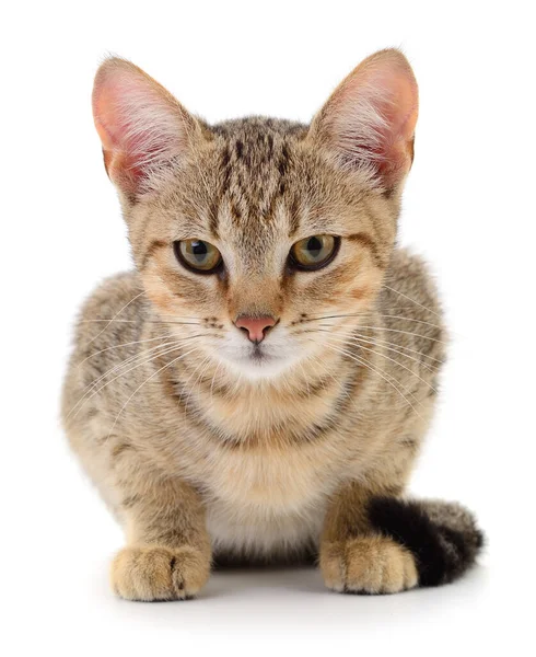 Small Brown Kitten Isolated White Background — Stock Photo, Image