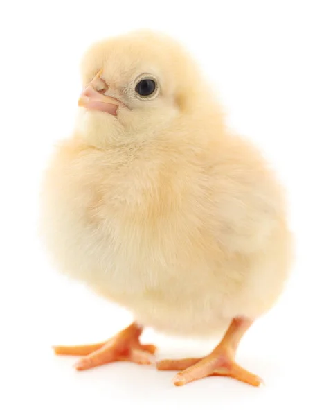 Один Маленький Цыпленок Белом Фоне — стоковое фото