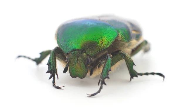 Scarabée Vert Tarte Rose Cetonia Aurata Isolée Sur Fond Blanc — Photo