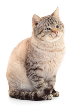 Koyu gri kedi beyaz arka planda izole edilmiş.