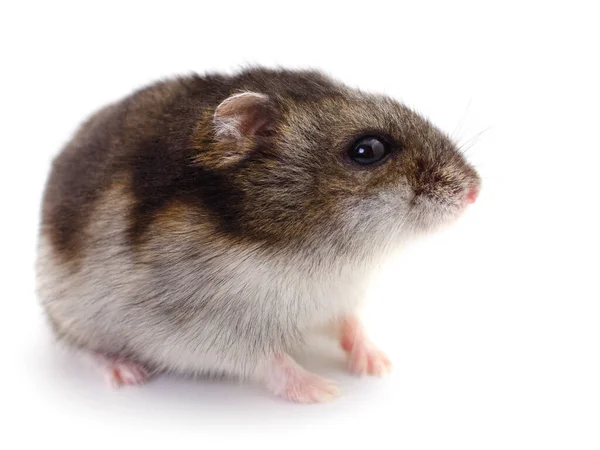 Liten Tamhamster Isolerad Vit Bakgrund — Stockfoto