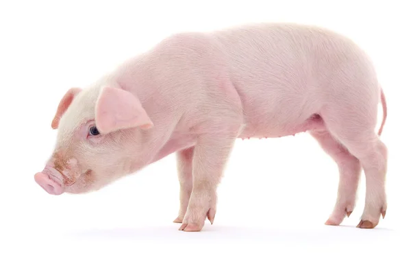 白地に表される豚 — ストック写真