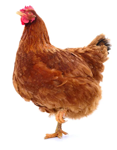 Giovane Gallina Bruna Isolata Sfondo Bianco — Foto Stock