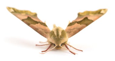 Beyaz arka planda Lime Şahini Güvesi (Mimas Tiliae).