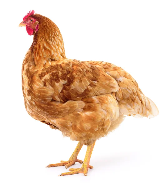 Genç Kahverengi Tavuk Beyaz Arka Planda Izole Edildi — Stok fotoğraf