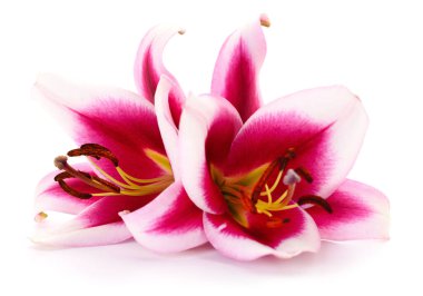 Beyaz arka planda iki pembe zambak izole edilmiş..