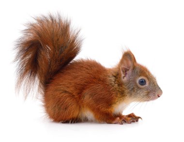 Beyaz arka planda izole edilmiş Avrasya kırmızı sincabı.