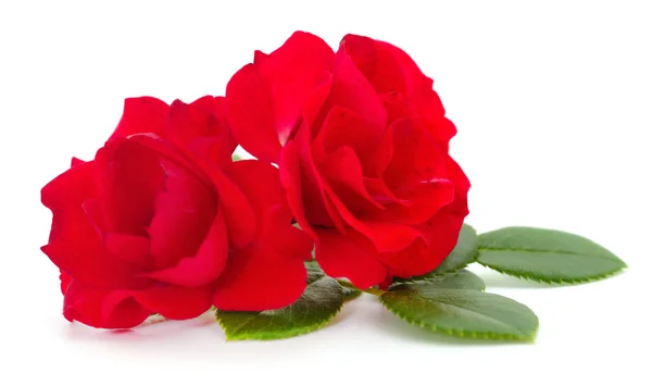 白色背景上的两朵美丽的红玫瑰 — 图库照片