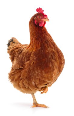 Genç kahverengi tavuk beyaz arka planda izole edildi.