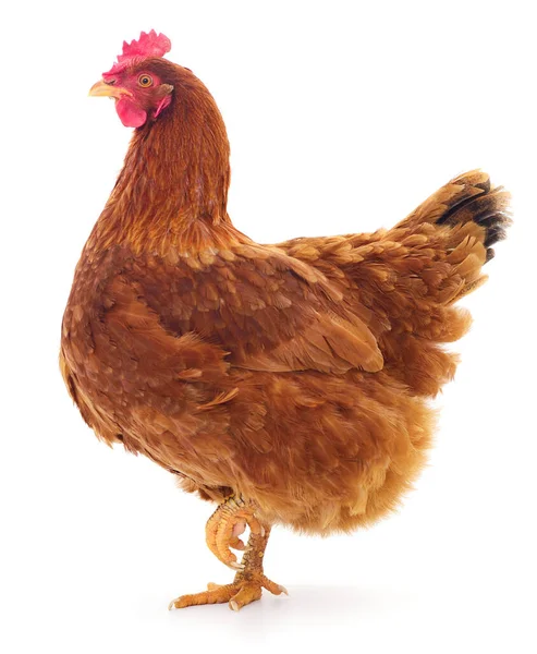 Giovane Gallina Bruna Isolata Sfondo Bianco — Foto Stock