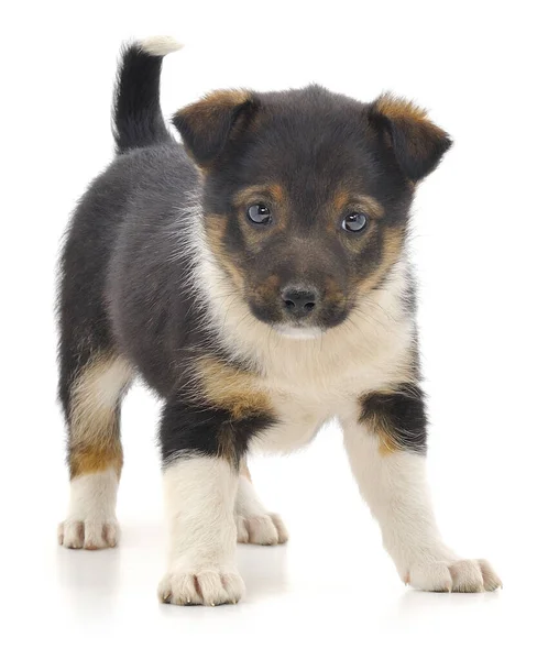 Ein Kleiner Welpe Isoliert Auf Weißem Hintergrund — Stockfoto