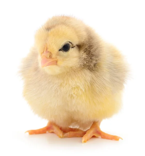 Egy Kis Csirke Fehér Háttérrel — Stock Fotó