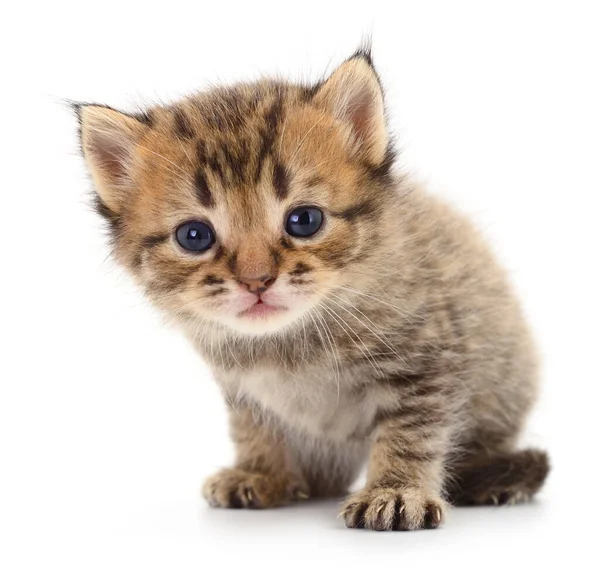 Small Brown Kitten Isolated White Background — Stock Photo, Image