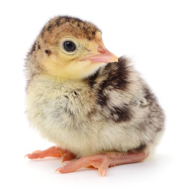 Beyaz arka planda izole edilmiş şirin yeni doğmuş tavuk hindisi..