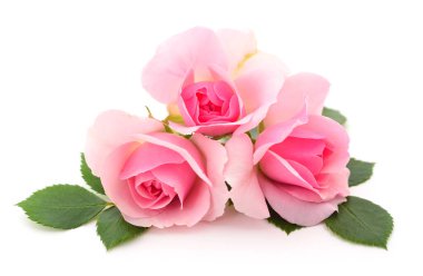 Beyaz arka planda üç güzel pembe gül.