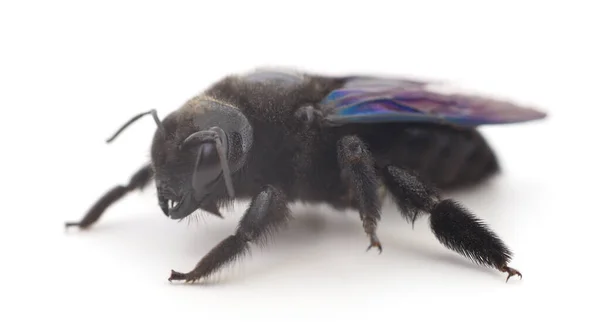 Negro Xylocopa Violacea Aislado Sobre Fondo Blanco — Foto de Stock