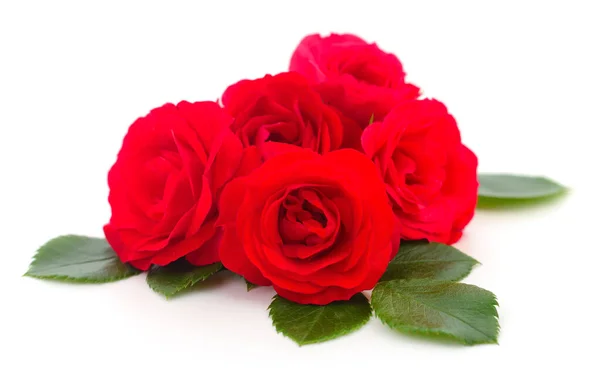 Cinque Bellissime Rose Rosse Sfondo Bianco — Foto Stock