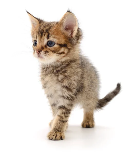 Small Brown Kitten Isolated White Background — Stock Photo, Image