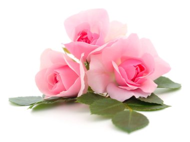 Beyaz üzerinde taze yeşil yaprakları olan narin pembe güller. Romantik çiçek kompozisyonu düğünler, aşk temaları, güzellik, kozmetik, tebrik kartları için mükemmel.