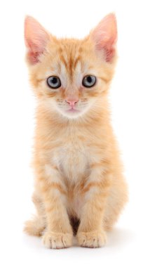 Beyaz arka planda yalnız oturan sevimli kızıl kedi yavrusu hayvan teması, yaşam tarzı, reklamcılık ve veterinerlik projeleri için mükemmel bir hayvan portresi.