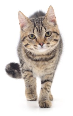 Beyaz arka planda yalnız yürüyen sevimli tekir kedicik hayvan teması, yaşam tarzı, reklamcılık ve veterinerlik projeleri için mükemmel bir hayvan portresi.