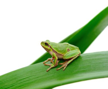 Beyaz arka planda izole edilmiş bir yaprağın üzerinde oturan küçük yeşil ağaç kurbağası. Vahşi yaşam, amfibiler ve doğa kavramı