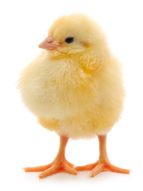 Yemekten sonra tamamen mahsul veren, beyaz arka planda tek başına duran sevimli tüylü sarı yavru. Kümes hayvancılığı, büyüme ve tarım kavramı