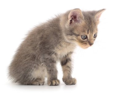 Beyaz arka planda yalnız oturan sevimli gri tekir kedicik. Büyük gözlü küçük evcil kedi, tüylü kürk ve tuhaf ifade, hayvan ve hayvan temaları için mükemmel.