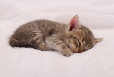 Sevimli tekir kedicik yumuşak beyaz bir battaniyenin üzerinde uyur, saf masumiyet ve rahatlık anı yakalar..