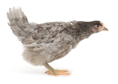 Beyaz arka planda izole edilmiş genç gri bir tavuğun yan görünüşü, ayrıntılı tüyler ve doğal duruş, kümes hayvanları, tarım, çiftlik hayvanları ve gıda üretimi kavramı