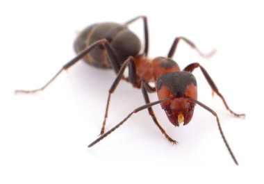 Beyaz zemin üzerinde izole edilmiş kırmızı tahta karınca makro yakın çekim, baş, çene ve anten odaklı ön görüş, bilim ve doğa için ayrıntılı böcek vücut yapısı