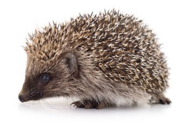 Beyaz arka planda izole edilmiş Avrupalı bir kirpinin yakın görüntüsü. Dikenli ve kürklü vahşi hayvan, doğa, vahşi yaşam, ekoloji ve çevre kavramları için detaylı profil portresi