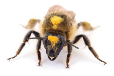 Makro, vücudunda polen olan, beyaz arka planda izole edilmiş bir yabani arıyı yakından çekiyor. Öngörüde görülen tanımlanamayan Apidae tozlaştırıcısı, doğa, tarım ve böcek bilimi konseptleri için ayrıntılı böcek anatomisi