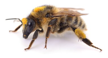 Arka bacaklarında polen taşıyan vahşi bir arı beyaz arka planda izole edilmiş Makro yan görüntüsü. Ekoloji, tarım ve bilim konuları için tanımlanamayan Apidae tozlaştırıcısı