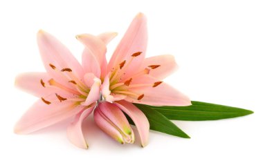 Beyaz arka planda yeşil yapraklı güzel pembe zambak çiçekleri. Çiçek kompozisyonu düğün, tebrik kartları, dekorasyon ve romantik doğa temaları için mükemmel.