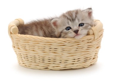 Hasır sepetin içinde yatan sevimli tüylü kedi yavrusu beyaz arka planda izole edilmiş, evcil hayvanlar için konsept, yaşam tarzı, aşk, çocukluk, samimiyet ve evcil hayvanlar için..