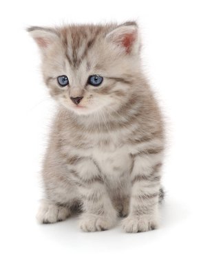 Mavi gözlü sevimli kedi yavrusu beyaz arka planda izole bir şekilde oturuyor, evcil hayvan bakımı, hayvan temaları, aşk ve yaşam tarzı kavramları için mükemmel genç kedi..