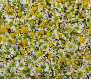 Bitkisel çay ve doğal ilaçlar için toplanmış taze papatya çiçekleri, sarı merkezli beyaz taç yaprakları, organik bitkisel çareler ve sağlıklı yaşam tarzı kavramına yakından bakın..