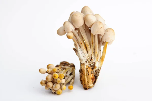Group Psilocybin Mushrooms Neutrall Background — Stock Photo, Image
