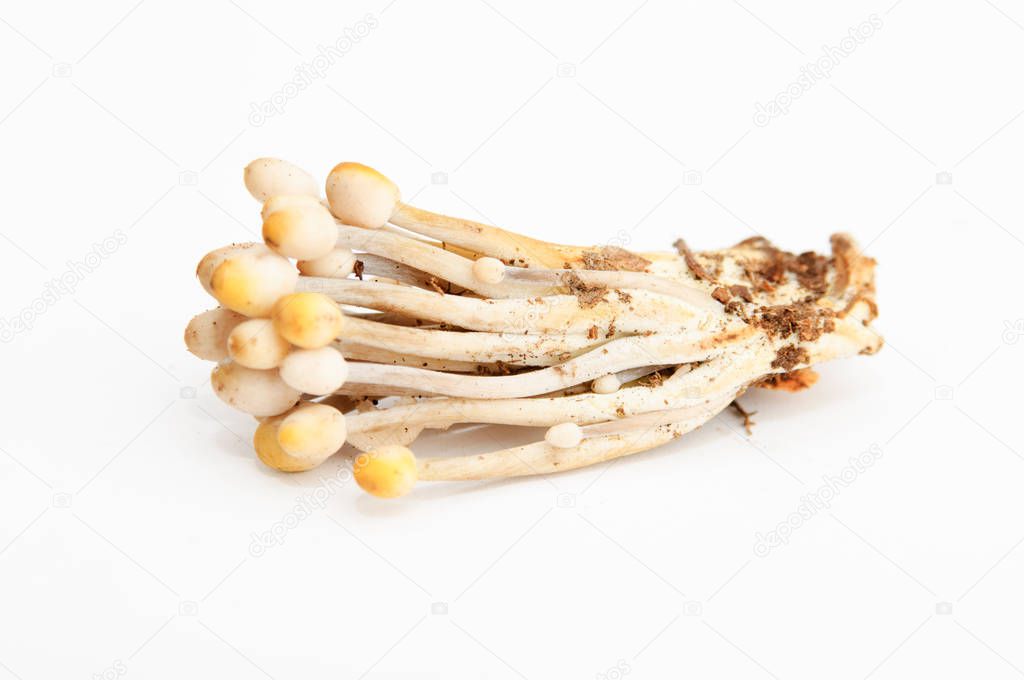 Group of psilocybin mushrooms on neutrall background