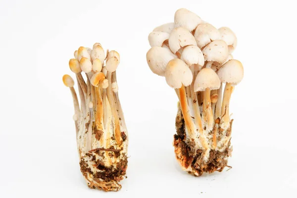Funghi di psilocibina — Foto Stock