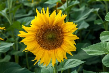 Ayçiçeği tohumu yağı içeren iyiliği için yetiştirilmiş bir büyük sarı önümüzdeki ile uzun boylu bir bitkidir.