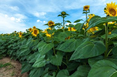 Ayçiçeği tohumu yağı içeren iyiliği için yetiştirilmiş bir büyük sarı önümüzdeki ile uzun boylu bir bitkidir.